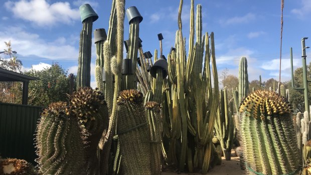 Some of the cacti wear 'hats' to protect them from frost.