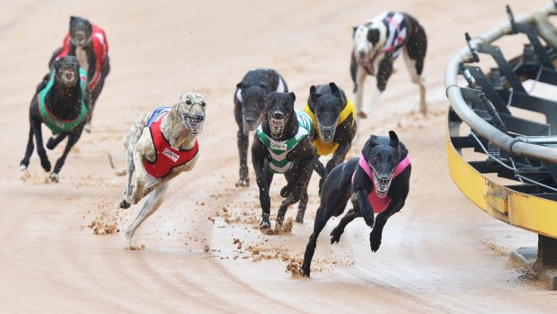 Greyhounds racing at the Warragul racetrack.