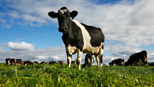 Dairy Australia: selling us a load of bull. Again.