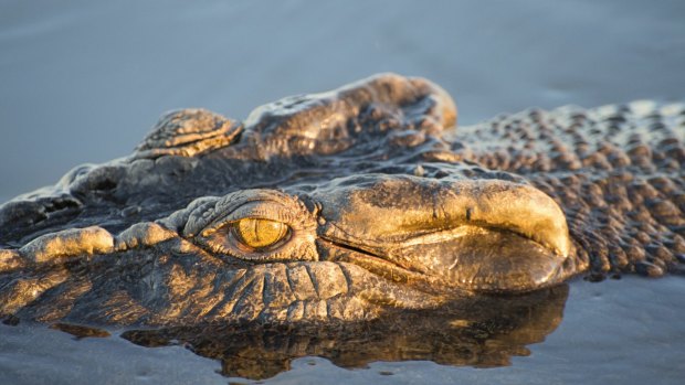 A saltwater crocodile cruising along Yellow Water Billabong, Kakadu's most famous wetland.