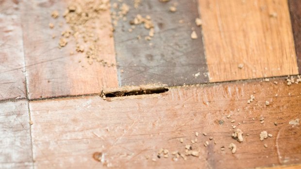 A Canberra pest controller was fined for failing to provide two homeowners with a termite certificate, meaning they could not live in their homes.