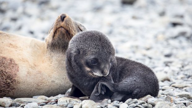 Seals at Fortuna Bay. 