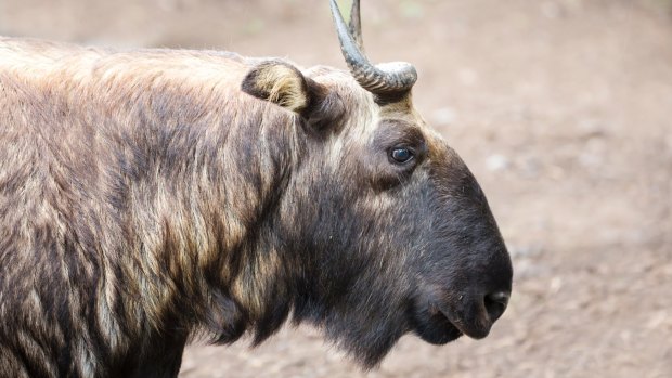 The takin, also called cattle chamois or gnu goat, is a goat-antelope found in the eastern Himalayas. The takin is the national animal of Bhutan.