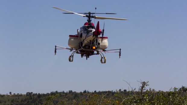 A 3.6 metre long remote-controlled helicopter will tackle one the country's most noxious weeds: blackberry.