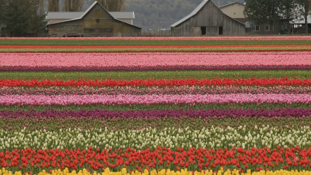 Tulip fields in the Skagit Valley in Washington State, USA.