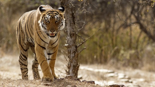 A Bengal tiger at the Ranthambhore National Park in Rajasthan, India. 