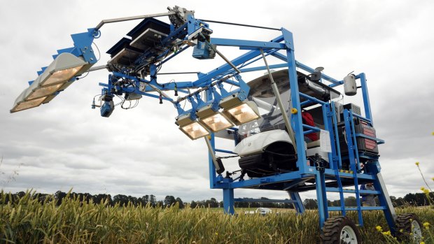 The phenomobile: a high tech buggy designed and built by the Australian Plant Phenomics Facility in Canberra which uses lasers, thermal imaging and light reflected from the crop to rapidly measure growth, photosynthesis and stress responses of wheat in the field.