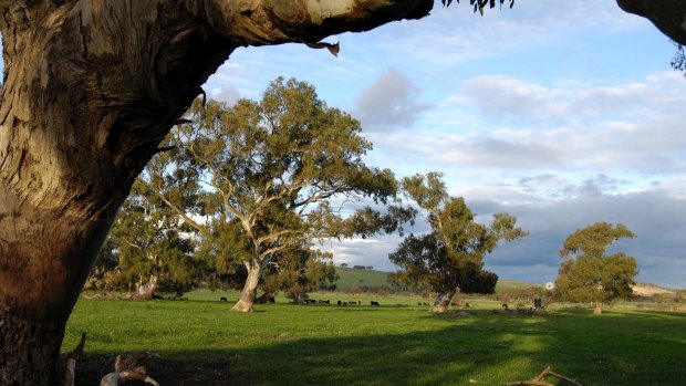 Even eucalypts could be under threat from rising temperatures.