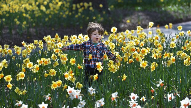 Hamish Timoney, two, enjoys the arrival of spring in the Fitzroy Gardens. 