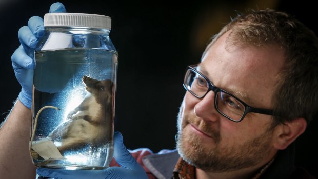 Dr Kevin Rowe of the Museum Victoria, with a specimen of the newly discovered mammal species, the hog-nosed rat, found in Indonesia. 