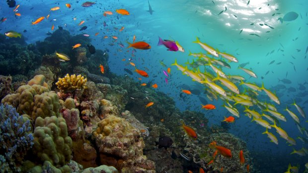 Tony Abbott was scathing of legal wrangling by environment groups to delay a proposal for a huge expansion of coal exports through the Great Barrier Reef.