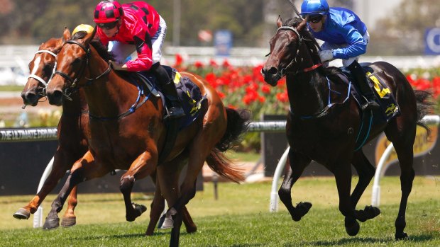 Boilover: Secret Lady strides to victory over Plague Stone in the Golden Gift at Rosehill.