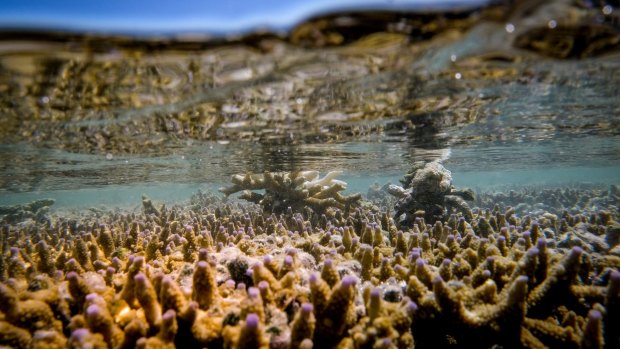 Coral bleaching at Heron Island on the Great Barrier Reef.