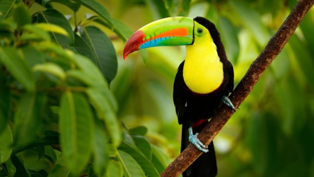 Keel-billed Toucan, in the Costa Rica rainforest.