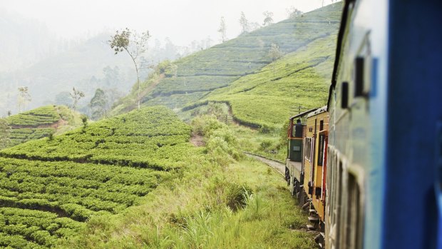 Hill view: A passenger train wends its way along tea-clad slopes.