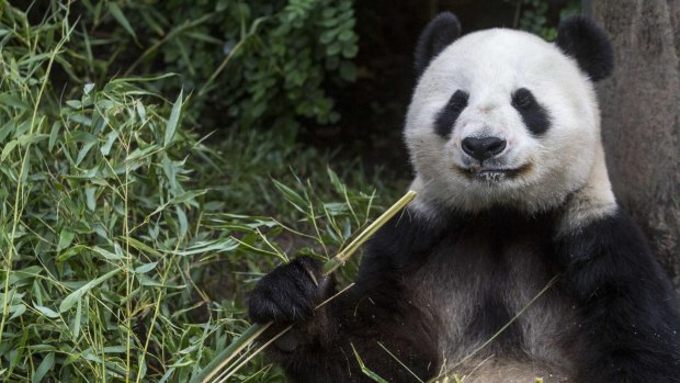 Giant panda Bai Yun enjoys munching on bamboo.