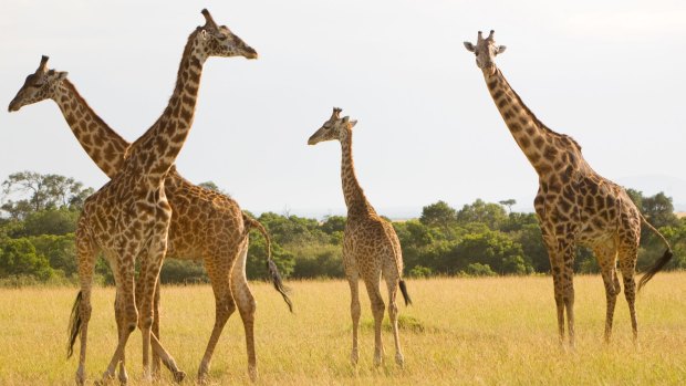 Giraffe are among the many creatures you can see in Kenya's Maasai Mara.
