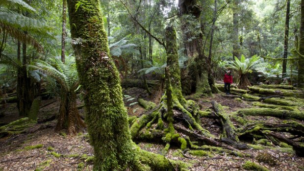 Australia's largest tract of temperate rainforest: takayna/Tarkine.