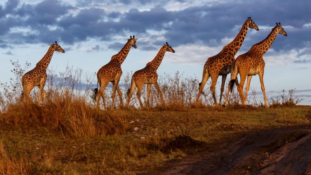Giraffes in the Masai Mara National Reserve.