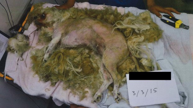 A neglected dog with a badly matted coat was seized by the RSPCA.