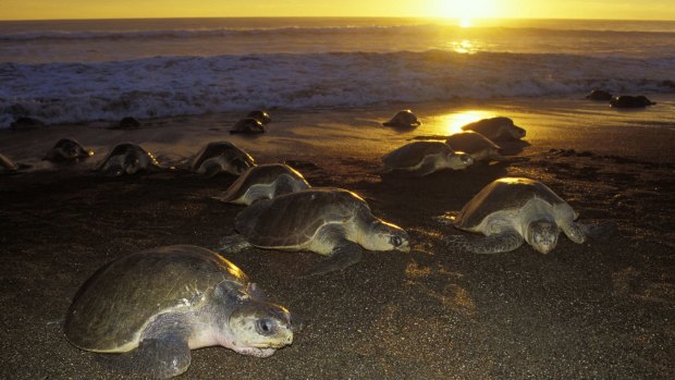 Female turtles coming ashore to lay eggs at sunset in Costa Rica.