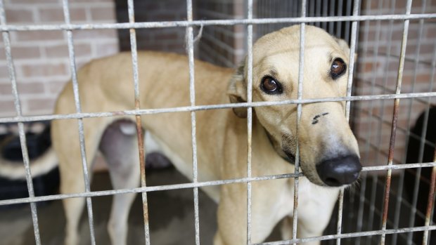 The greyhound racing industry dumps dogs that don't perform.