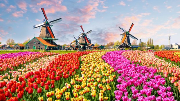 Traditional dutch windmills and houses near the canal in Zaanstad village, Zaanse Schans, Netherlands, Europe iStock image for Traveller. Re-use permitted. Netherlands tulips and windmills generic