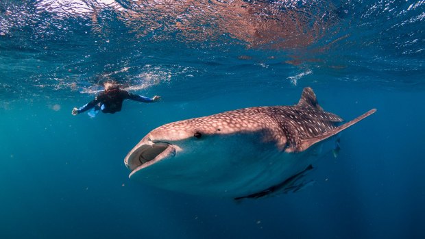 Swimming with Whale Sharks at Ningaloo Marine Reserve.