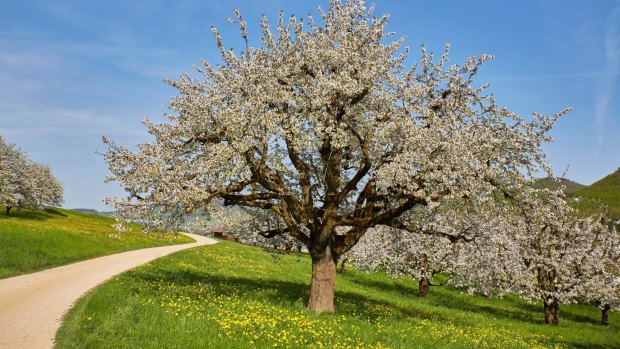 Cherry trees blossom in Switzerland.