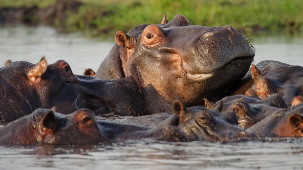 See hippos on a Zambezi river cruise.