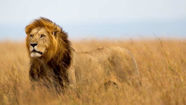 Cecil was in his prime at the time of his death, an Oxford University researcher says.
