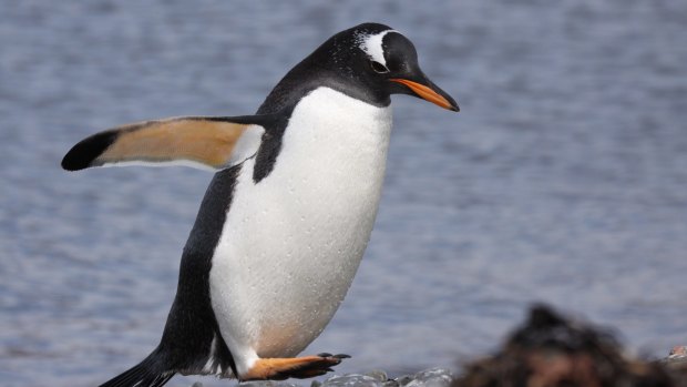 A gentoo penguin on the Kerguelen Islands.