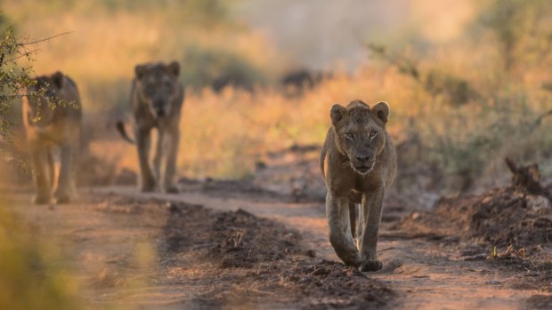 Three young male lions in Kruger National Park.