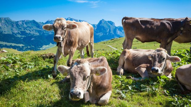 Cattles in the Swiss mountains.