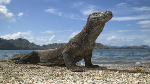Komodo is world famous for its giant lizard, the Komodo dragon. 