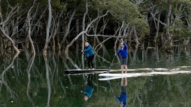 Paddle boarding in Davidson Park in Garigal National Park, just 12 kilometres from the Sydney CBD.