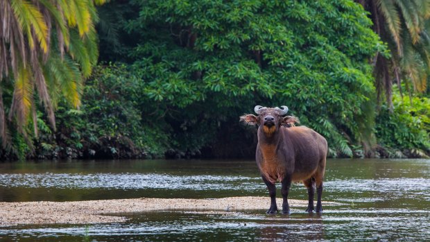 Forest buffalo.