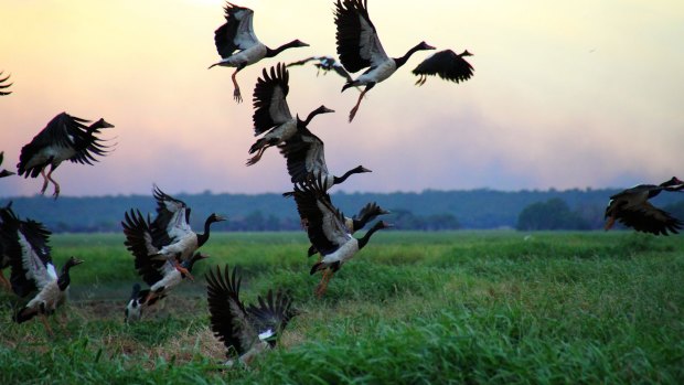 Magpie geese on Coopers Creek, Mount Borradaile.