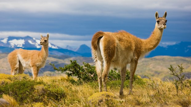 Guanacos in Torres del Paine National Park, Chile. 