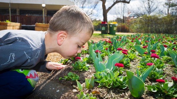 Rhys Whiteman, 5, smelling the flowers at Floriade opening day 2017. 