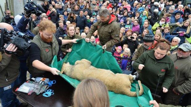 The dead lion is carried to the table to be prepared for public dissection.