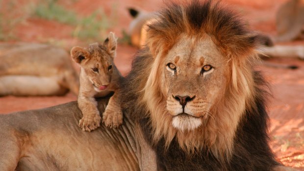 A black-maned lion and cub in Kgalagadi Transfrontier Park. 