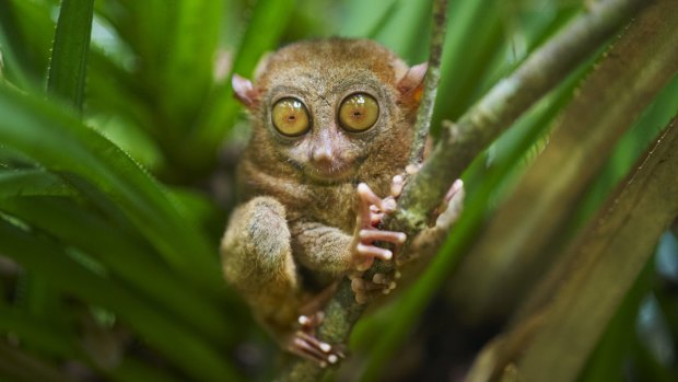 A tarsier on Bohol, the Philippines. Coby Edgar dreams of returning to the rainforests here. 