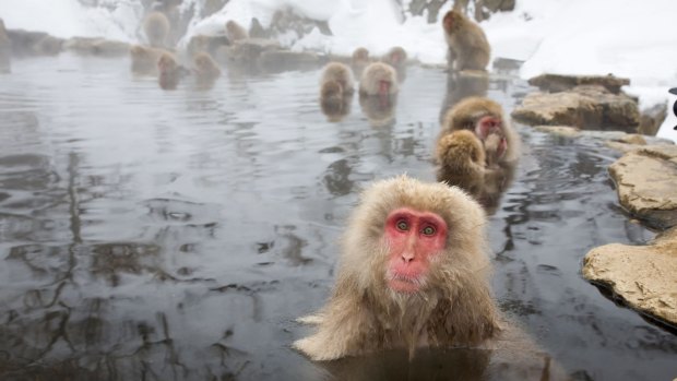 Jigokudani National Monkey Park, Nagano, Japan.