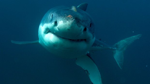The state government has refused to reveal its legal advice on future shark attacks. 