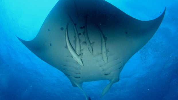 A manta ray.