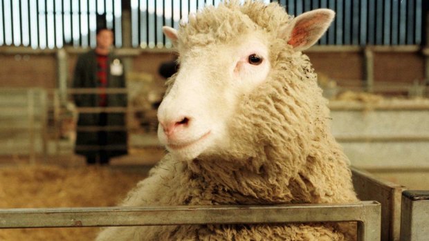 Dolly, the world's first cloned animal, in 1997 aged seven months.