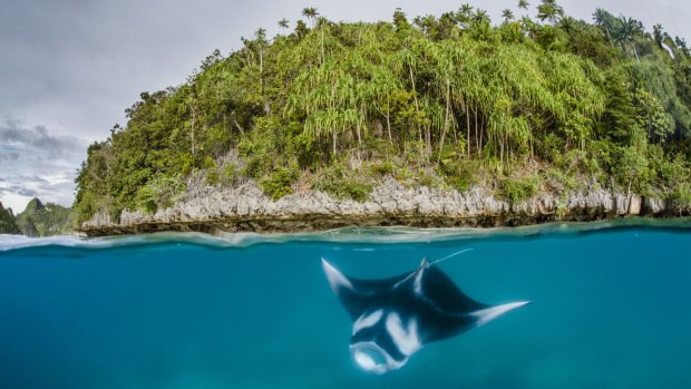 The collapse in tourism meant entrance fees funding Raja Ampat marine park enforcement dried up.