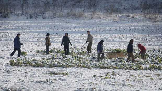 North Koreans pick from a crop of cabbage covered in snow in Pyongwon county, North Korea. The harsh winter was made worst by widespread flooding.
