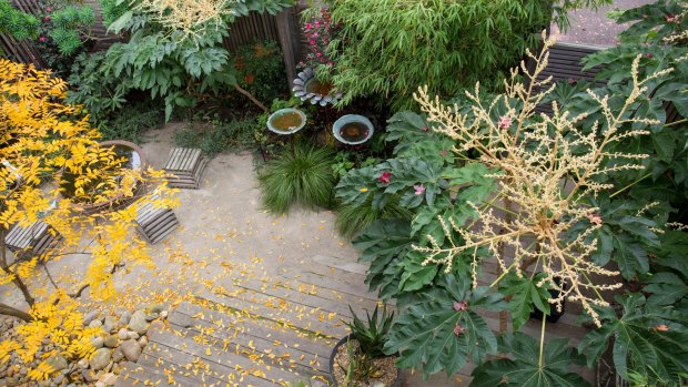 Fiona Brockhoff says her urban garden feels ''lush and green and verdant''.